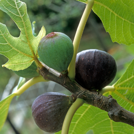 Beerβs Black Dwarf Fig Tree β Ficus carica β Dwarf Self-Fertile Fig Plant β Bare Root Starter β Rare Sweet Fruit β Patio Friendly