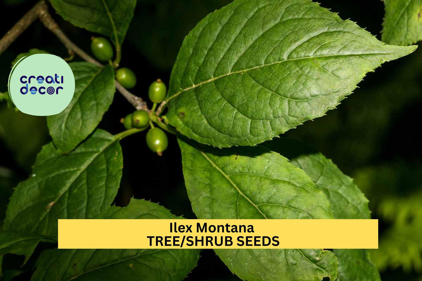 25 SEEDS Ilex montana Seeds – Mountain Holly Shrub for Woodland Gardens, Natural Hedges, or Native Landscaping Seeds for Planting