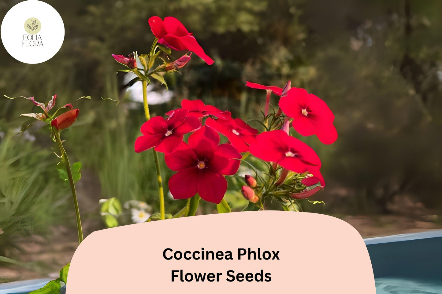 100+ Coccinea Phlox Seeds for Planting | Scarlet Phlox drummondii Annual Flower Seeds | Bright Red Blooms for Garden & Borders