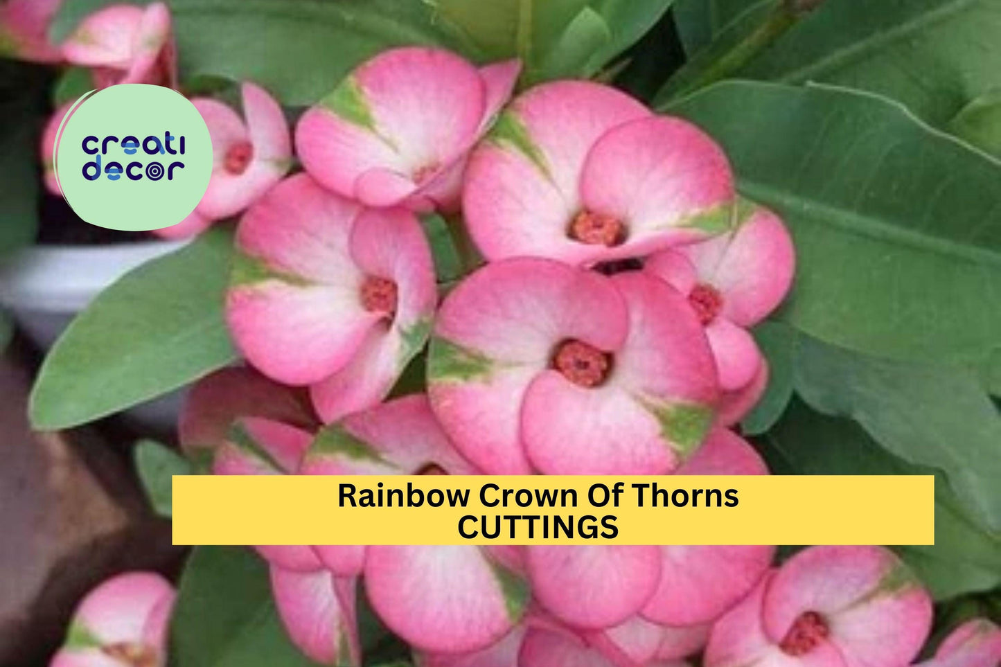 Rainbow Crown of Thorns Cutting | Euphorbia Milii Colorful Succulent Starter | 1 Unrooted Cutting | Easy Care Drought Tolerant