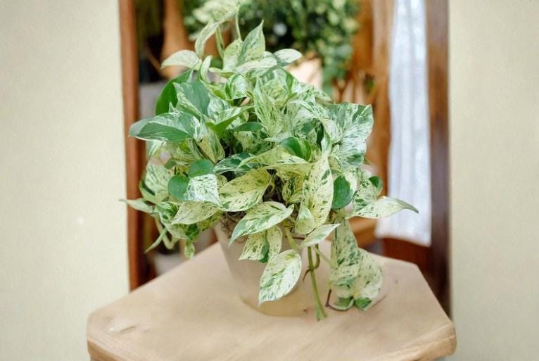 Pothos Ivy Combo 6 Cuttings Marble Queen Brazil N'Joy (Epipremnum aureum) Indoor Plant