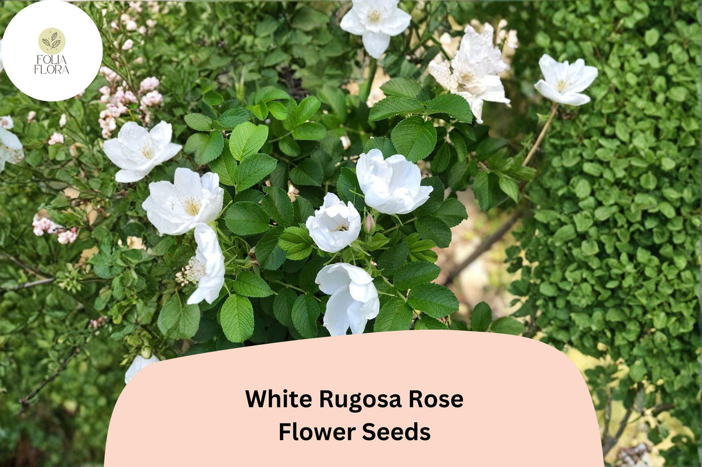 White Rugosa Rose Seeds – 25 Rosa rugosa Alba | Hardy Fragrant Flowering Shrub for Garden & Landscape