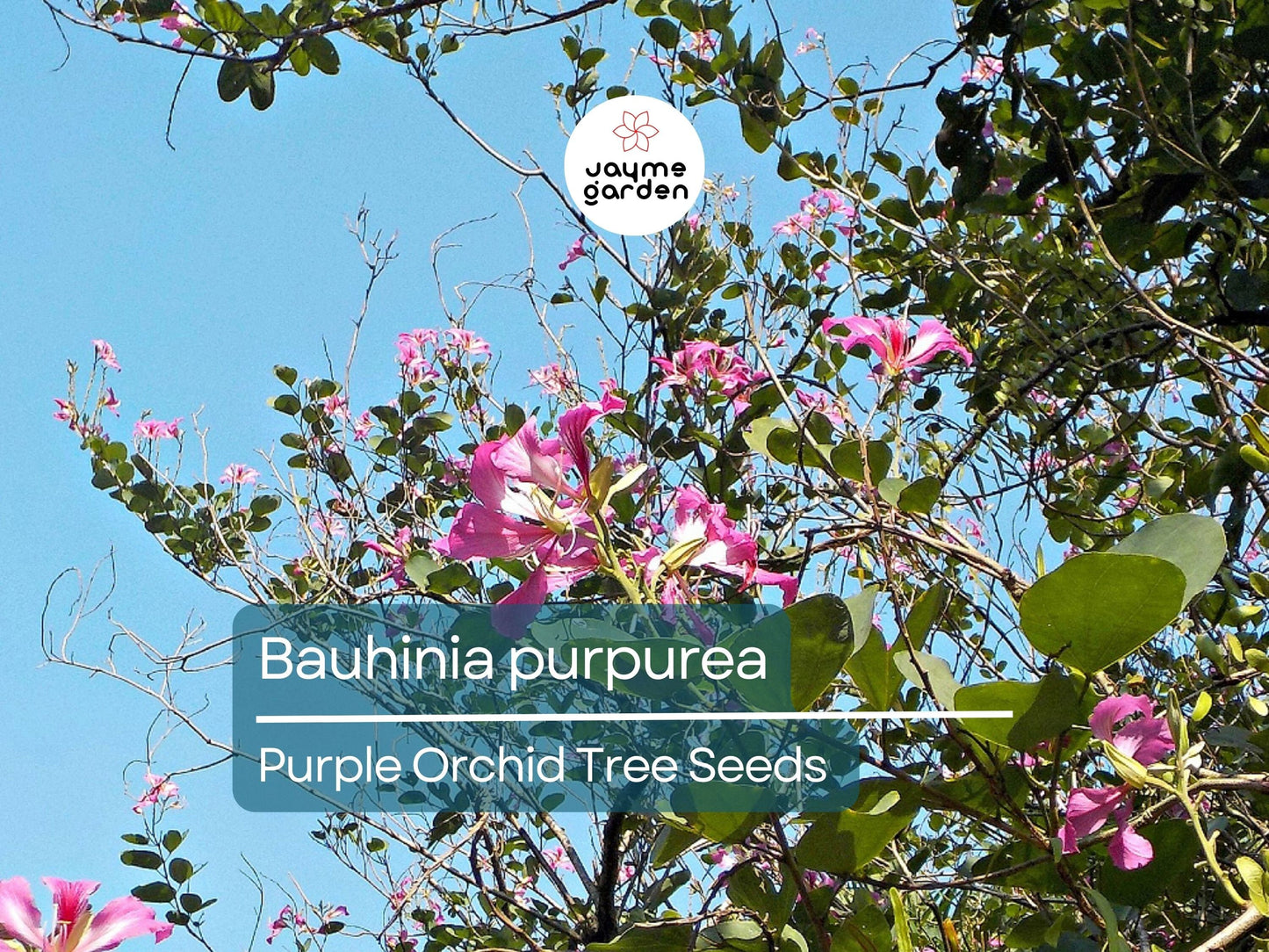 10 Seeds Bauhinia Purpurea for Planting | Orchid Tree Seeds | Purple Camel's Foot Flower Seeds | Fast Growing Ornamental Flowering Tree