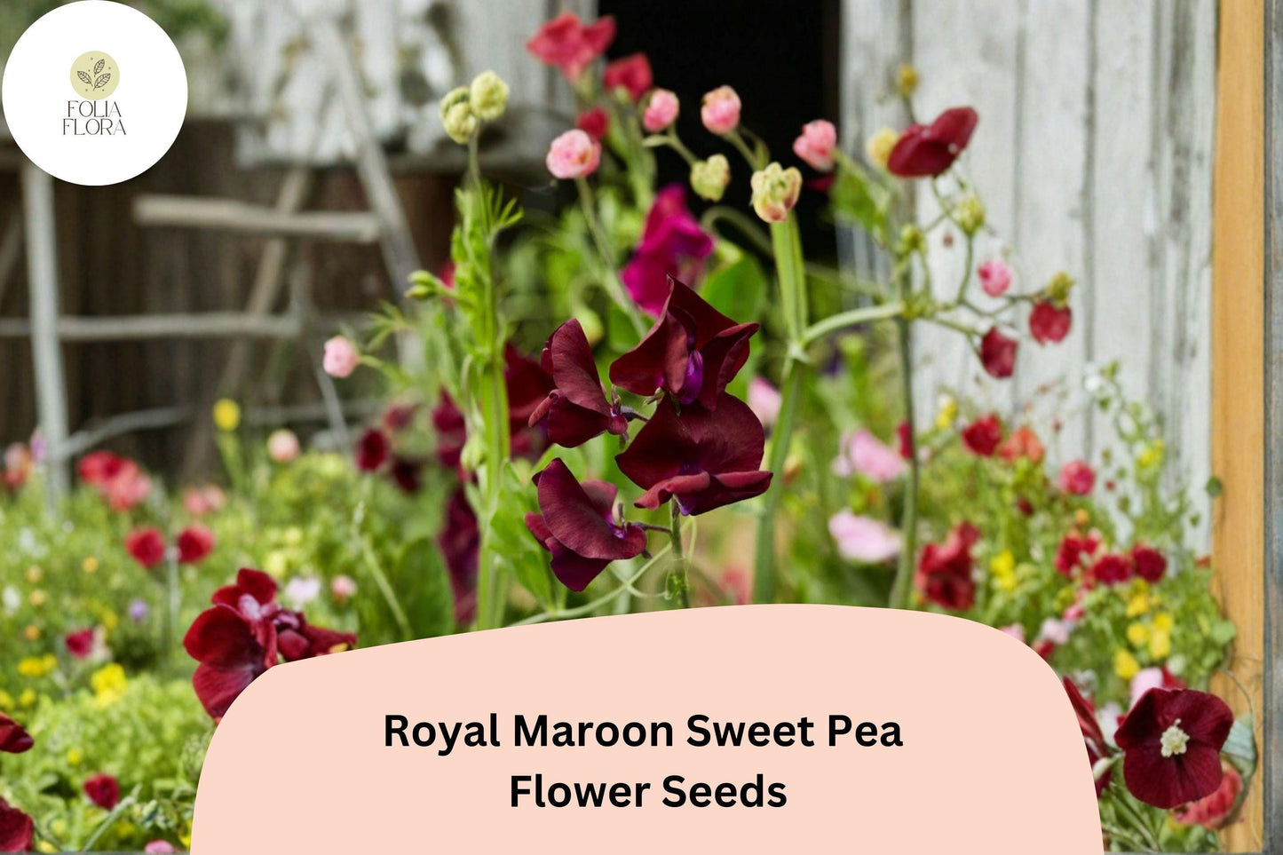 50+ Royal Maroon Sweet Pea Seeds | Deep Burgundy Climbing Flowers for Trellis & Garden
