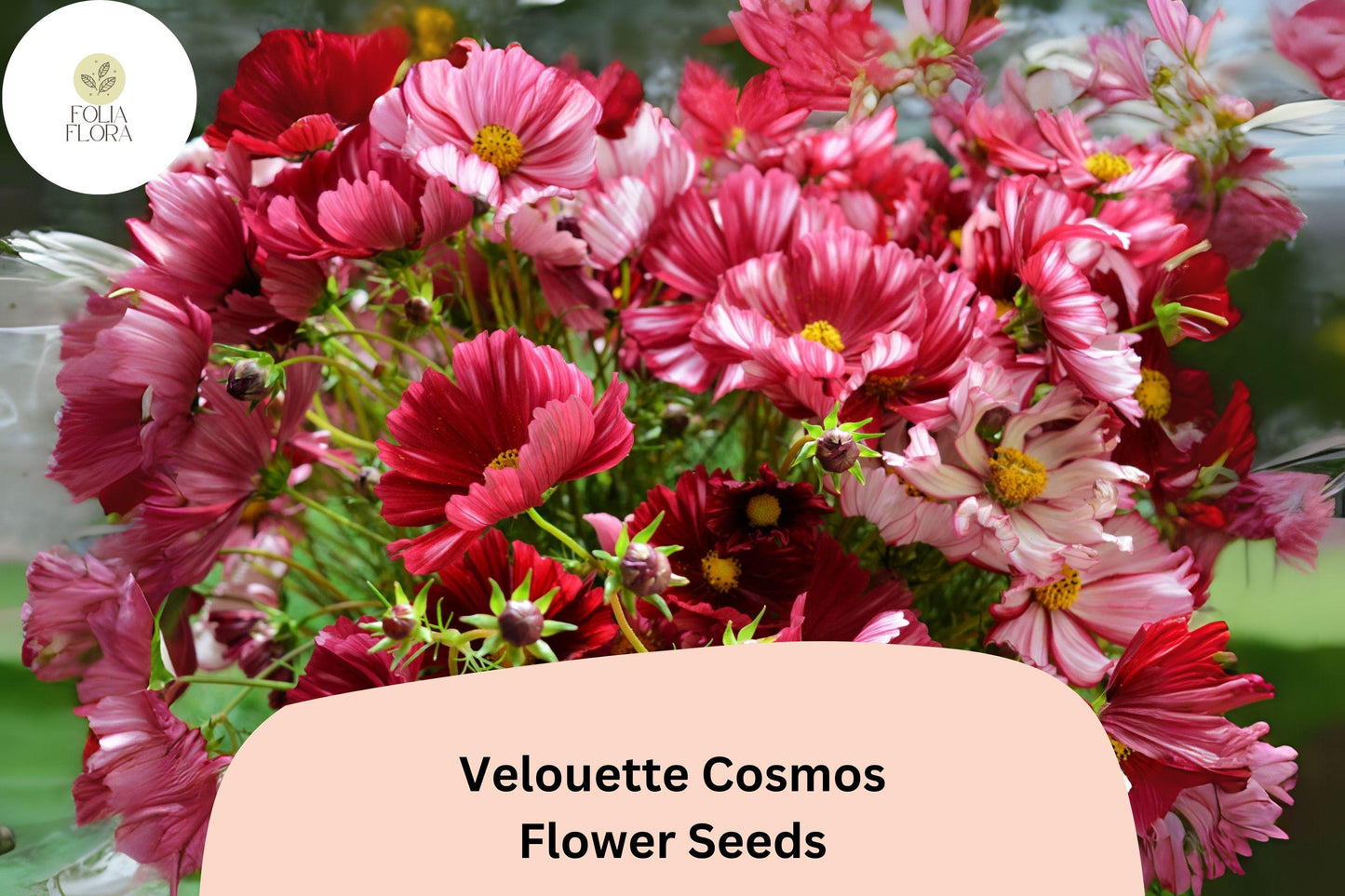 200+ Velouette Cosmos Seeds | Cosmos bipinnatus Red & White Blooms | Unique Annual Flower Seeds for Garden
