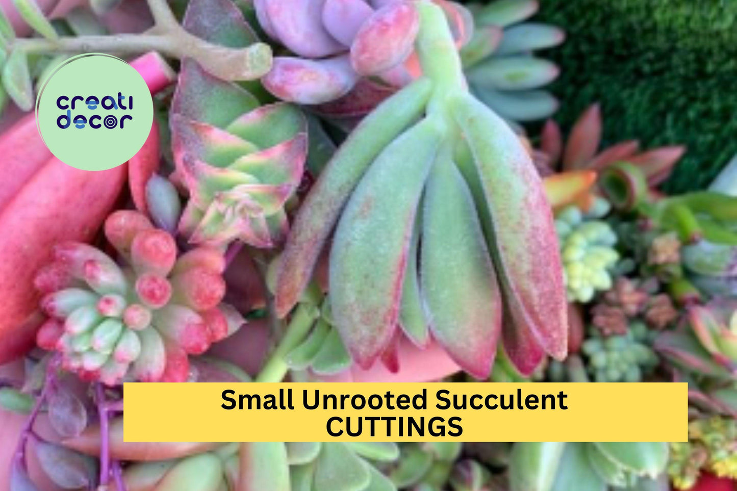 10 Small Succulent Cuttings | Mixed Assorted Varieties | Unrooted Starter Plants for Terrariums, Pots, or DIY Projects