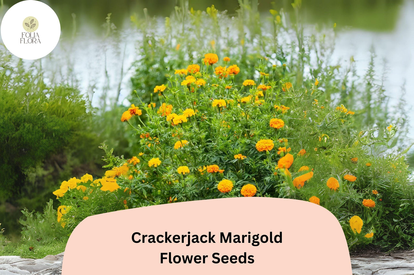 25+ Crackerjack Marigold Seeds | Giant African Marigold | Bright Orange & Yellow Heirloom Flower Seeds for Garden Planting
