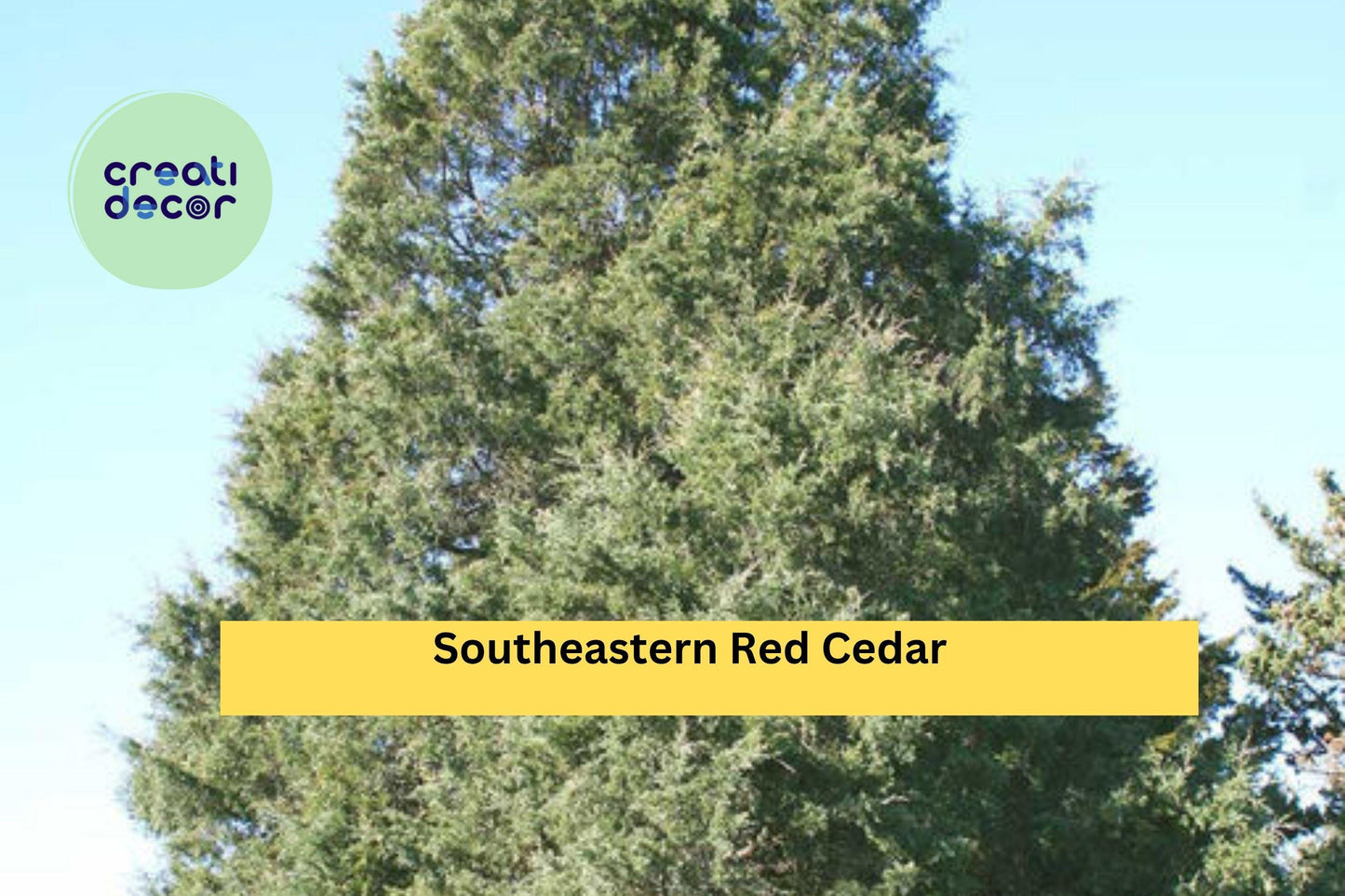 Southeastern Red Cedar Trees | Set of 3 Live Bare Root Saplings | 10–14” Tall Native Evergreen Tree Seedlings
