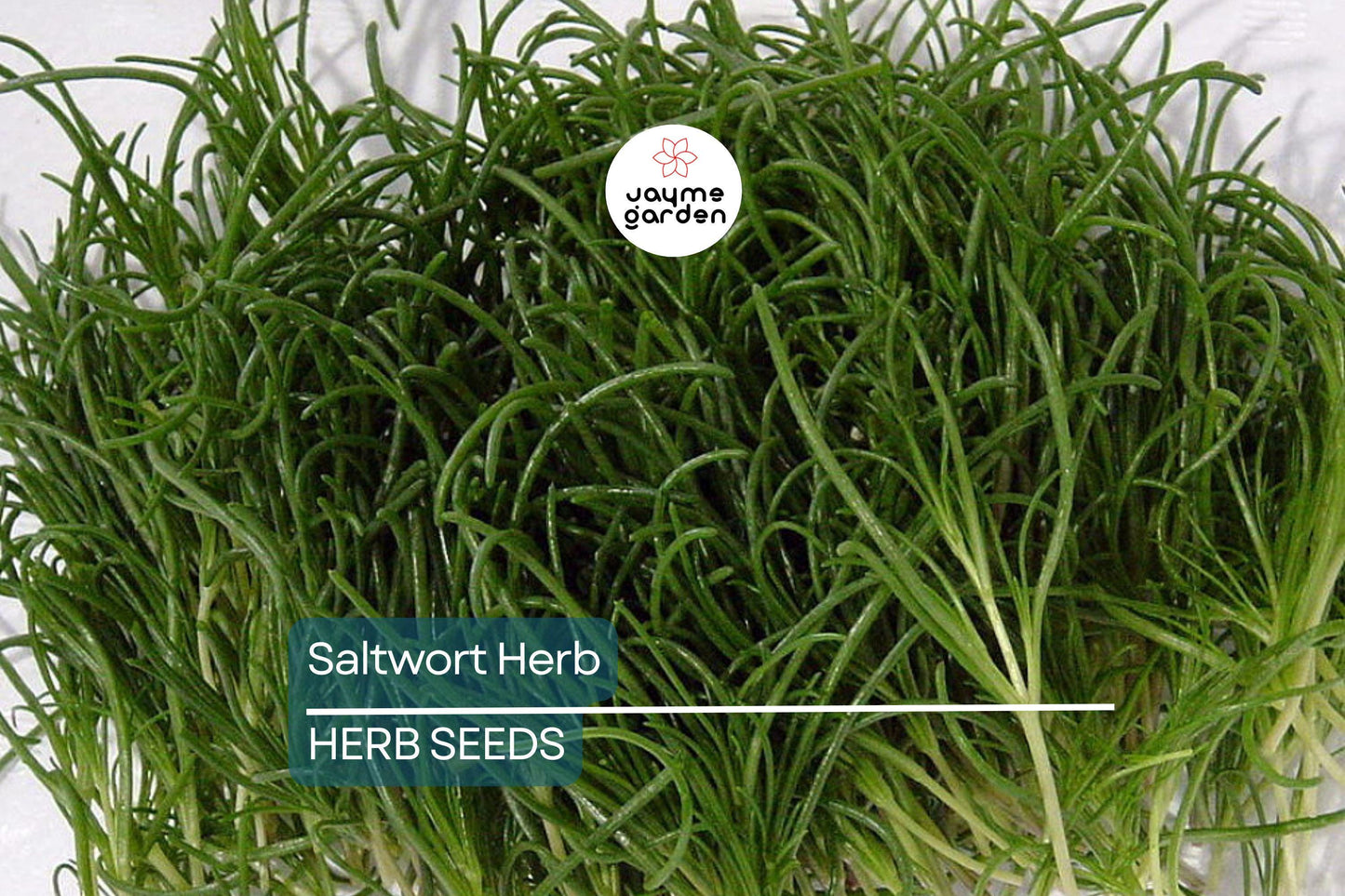 200 Saltwort Herb Seeds ā Non-GMO, Traditional Japanese Culinary Herb, USA Seller, Free Shipping