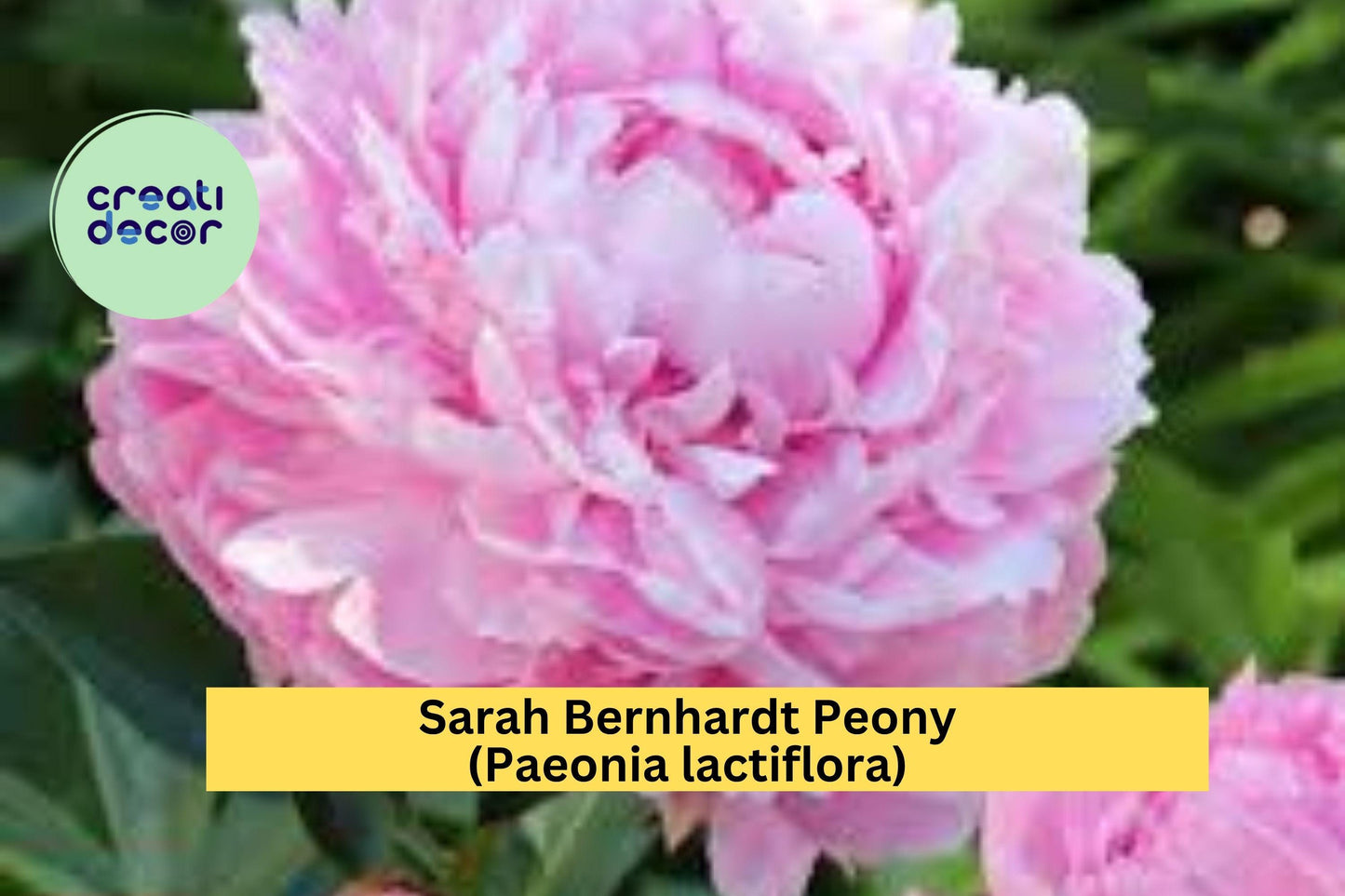 Sarah Bernhardt Peony – Paeonia lactiflora – Pink Double Flower Bare Root Perennial Bush for Garden Borders or Cut Flowers