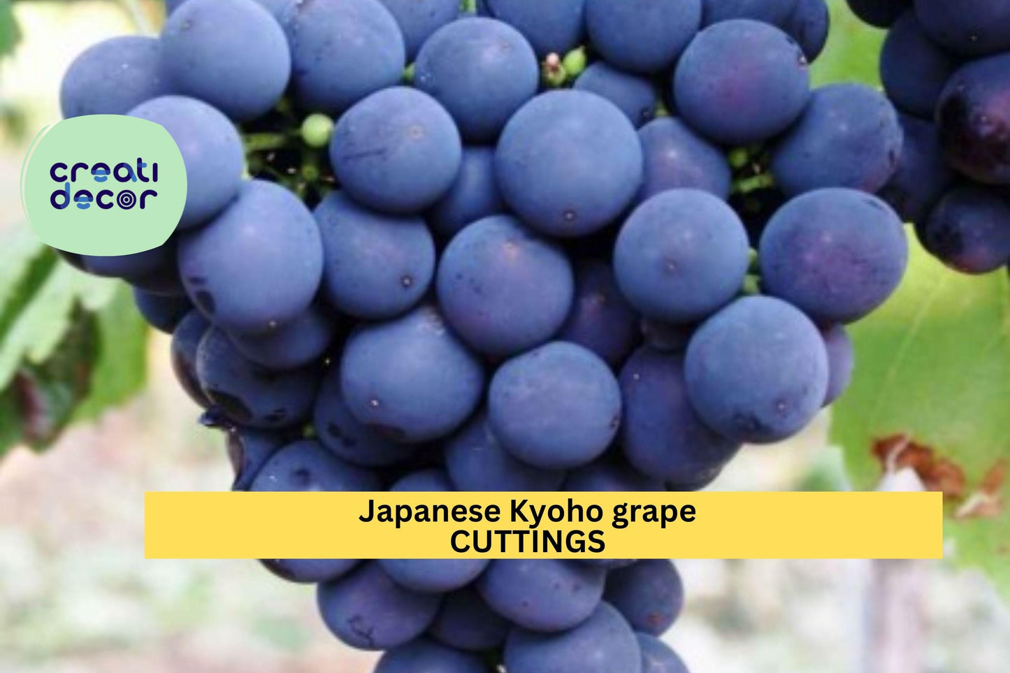 6 Kyoho Grape Cuttings | Japanese Table Grape Scions | 巨峰葡萄 교호포도 | Unrooted Propagation Wood | Sweet Juicy Variety | US Seller