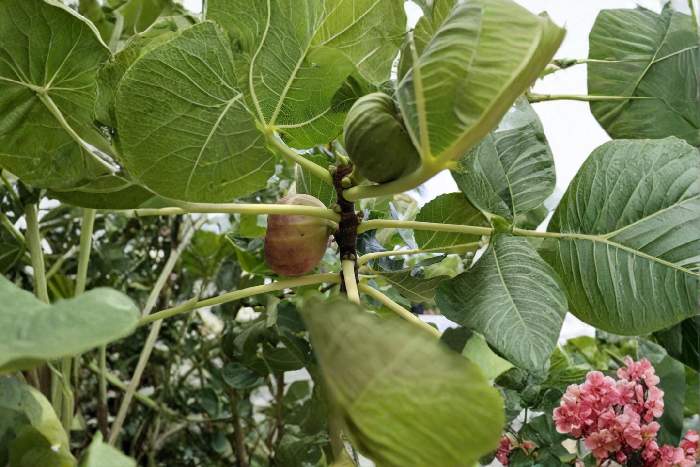 Pastiliere Fig 3 (Ficus carica) 6–8 Inch Dormant Fig Tree Cuttings