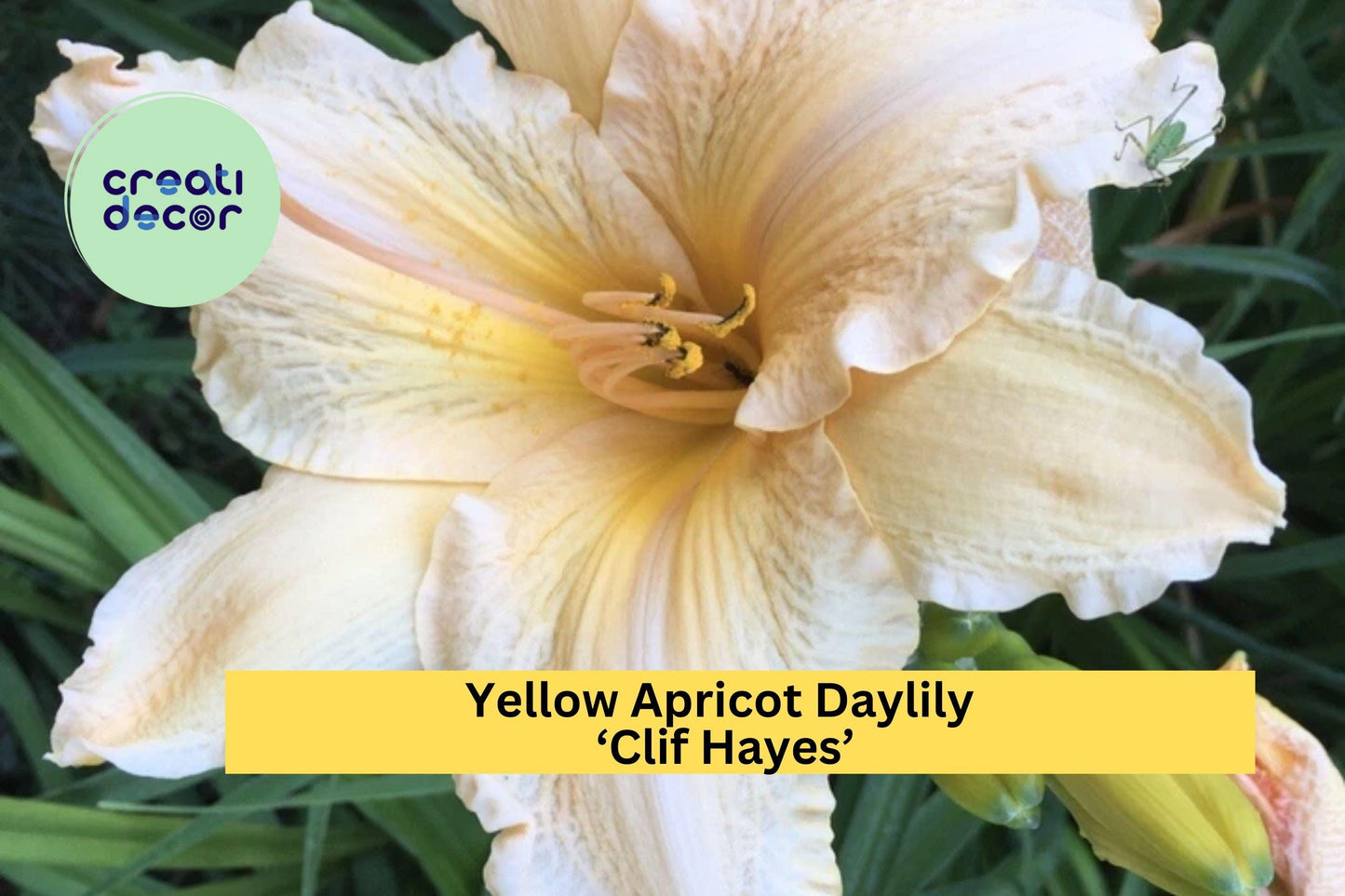 Yellow Apricot Daylily ‘Clif Hayes’ | Live Bare Root Perennial Plant | Large 7.5" Summer Blooms