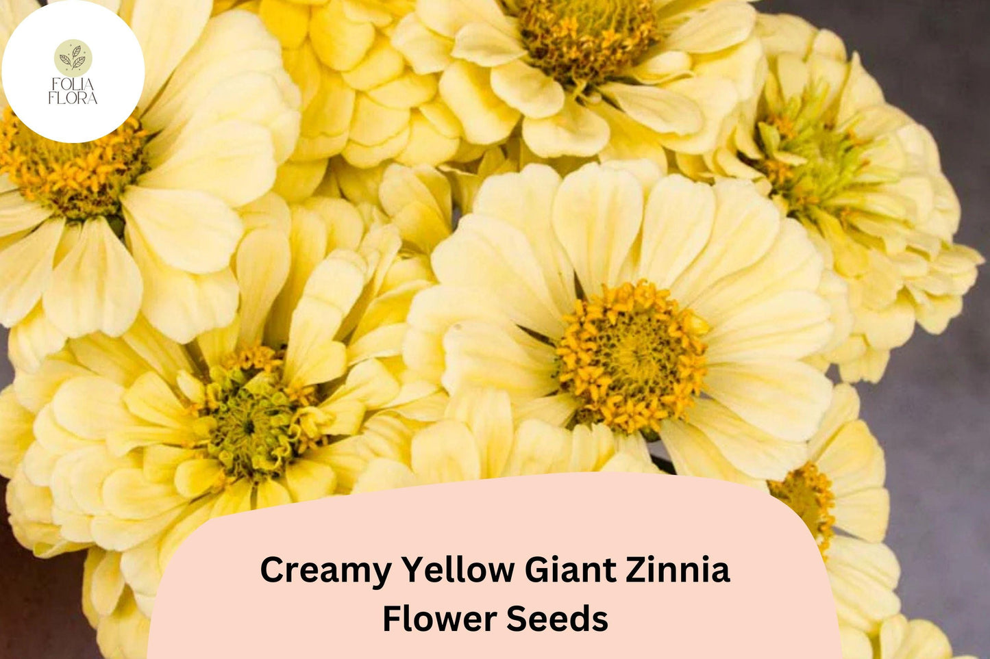 100+ Creamy Yellow Giant Zinnia Seeds – Tall Soft Yellow Blooms for Summer Gardens & Cut Flowers