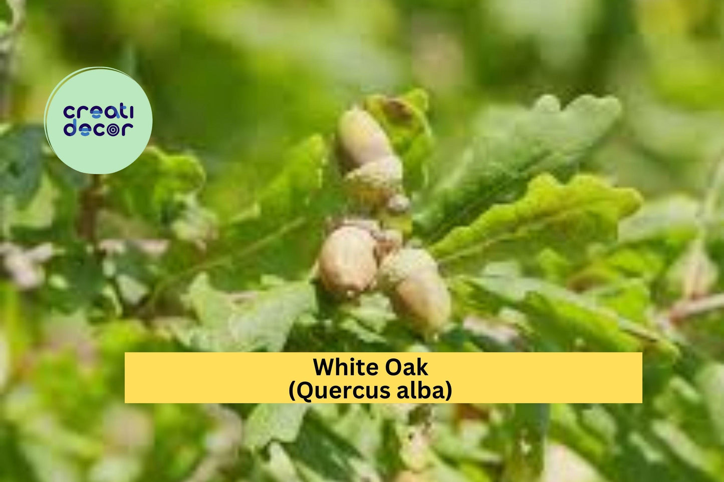 White Oak (Quercus alba) – 8 Live Seedlings 6–10” – Hardy Native Shade Tree Saplings from Acorn – Well Rooted Plants