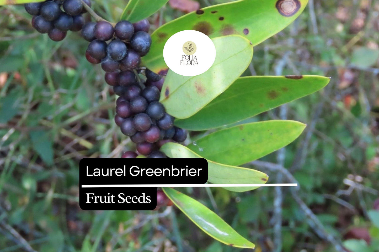 Laurel Greenbrier Seeds (Smilax laurifolia) | 5 Seeds | Hardy Vine for Wildlife & Natural Fencing