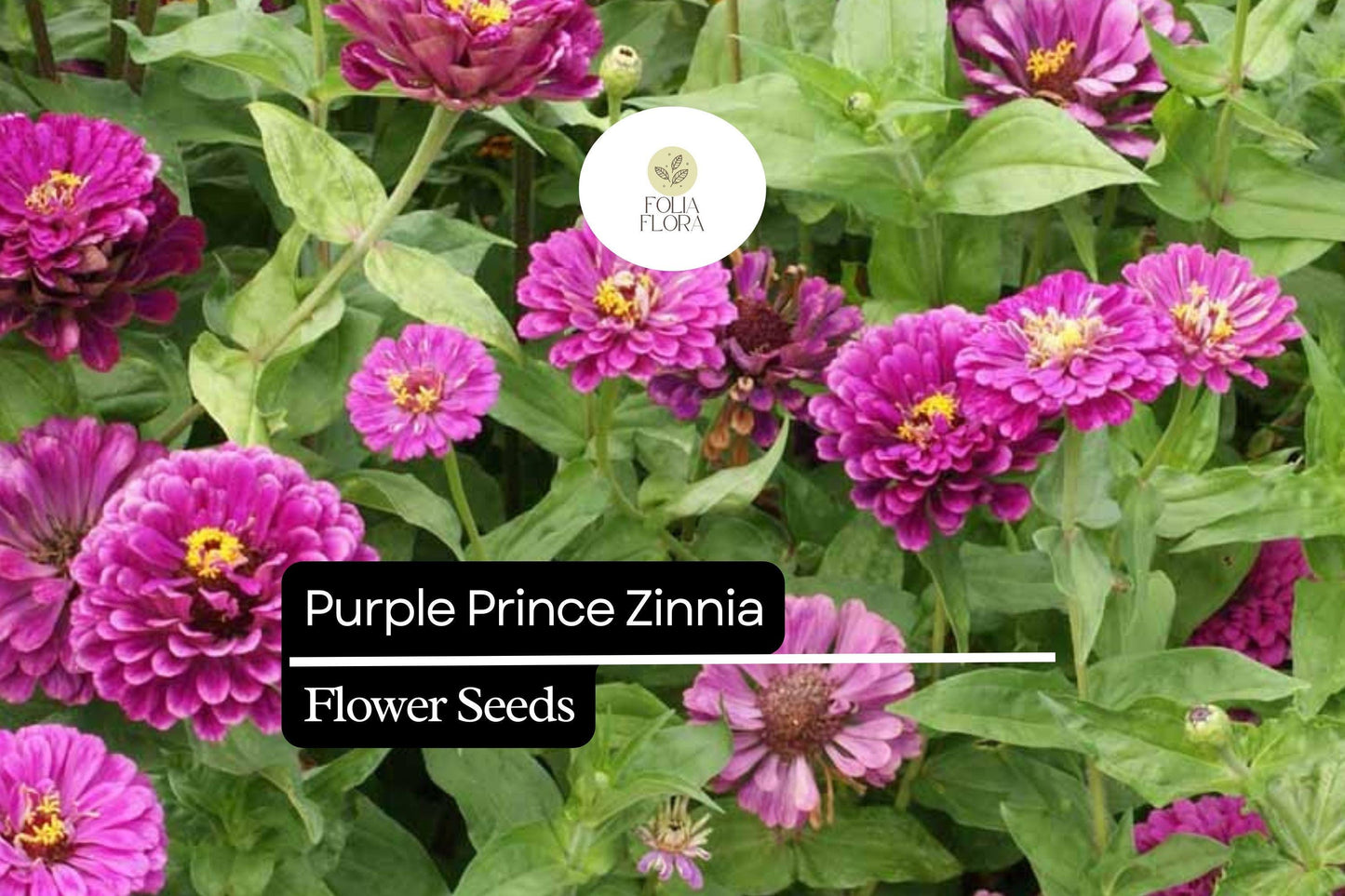 Purple Prince Zinnia (Zinnia elegans) – Royal Purple Blooms for Gardens