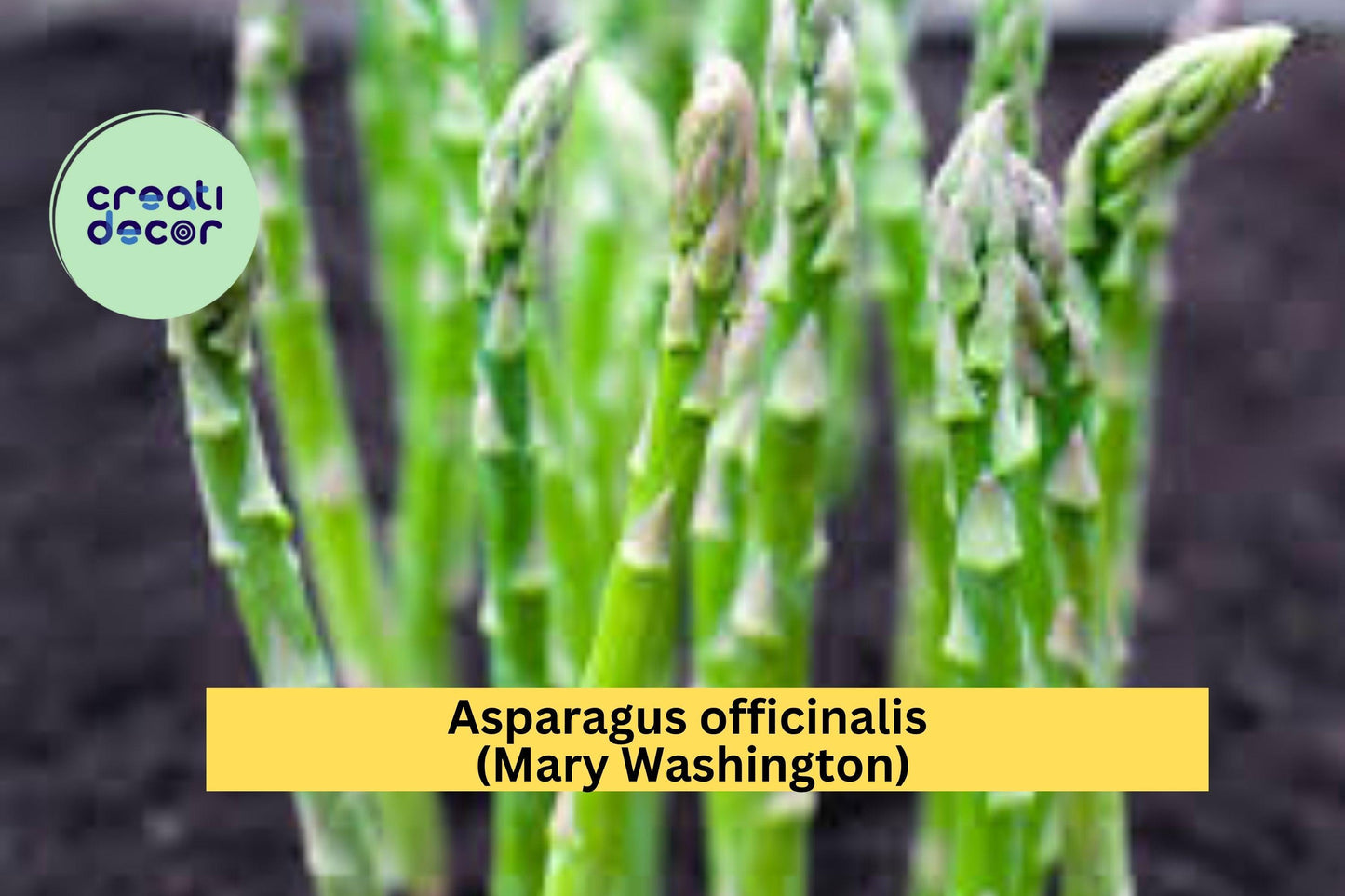 Mary Washington Asparagus Crowns – 25 Bare Root 2-Year Plants – Asparagus officinalis – Hand-Picked, Hardy Garden Perennial