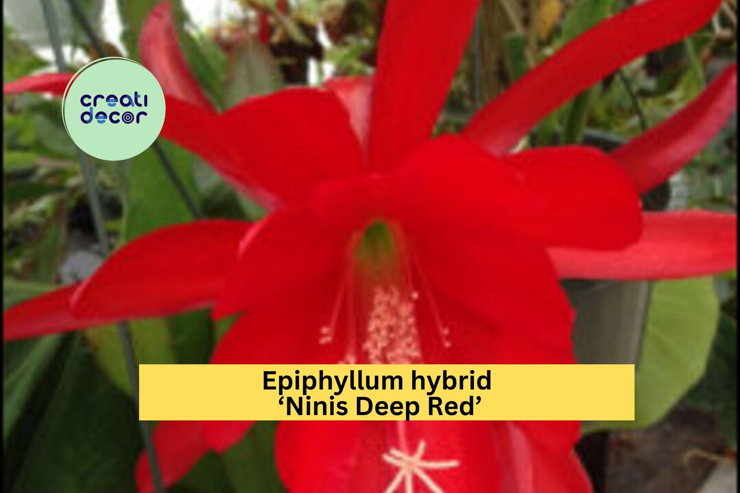 Epiphyllum Hybrid ‘Ninis Deep Red’ | Fully Rooted Starter Plant | Orchid Cactus with Stunning Red Blooms for Home or Garden