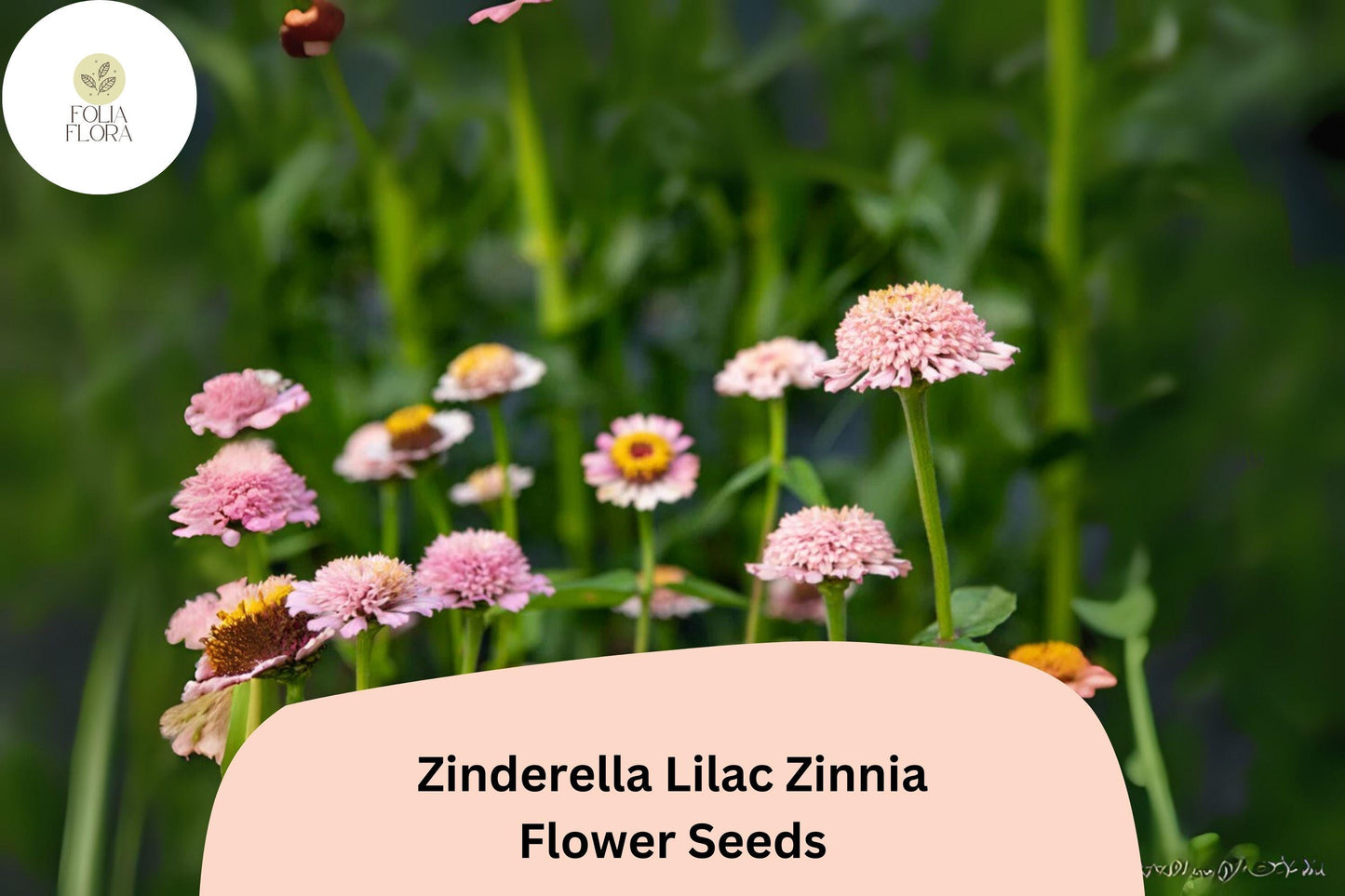 100+ Zinderella Lilac Zinnia Seeds – Unique Double Scabiosa-Type Blooms for Garden Planting, Borders & Cut Flowers