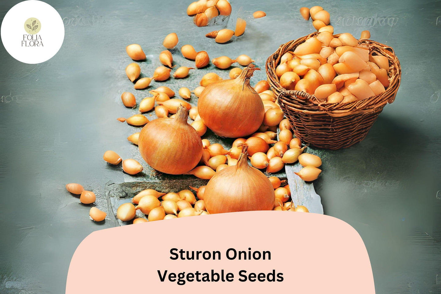 500+ Sturon Onion Seeds | Yellow Storage Onion | Reliable Heirloom | Garden Planting | Allium cepa Seeds