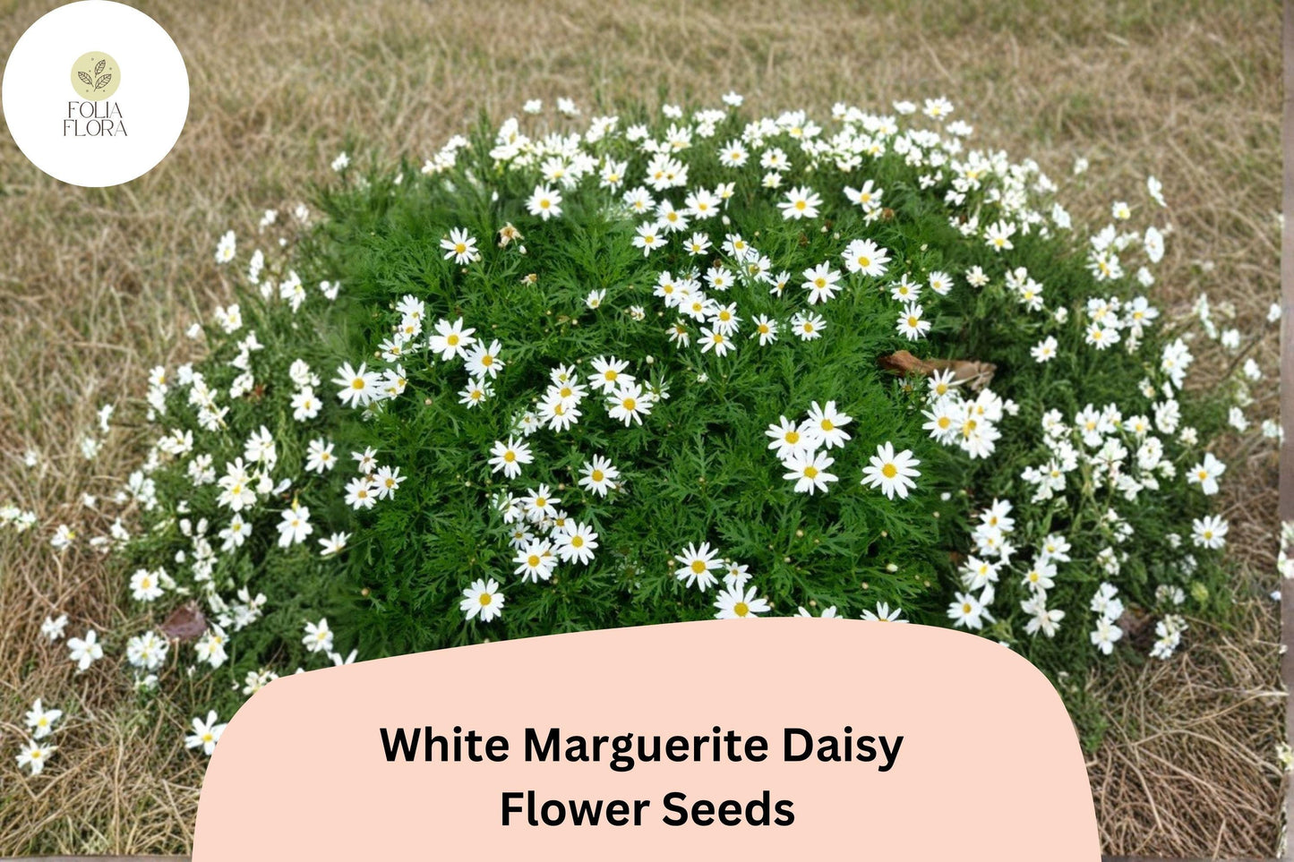 200+ White Marguerite Daisy Seeds | Argyranthemum frutescens | Elegant White Garden Flowers | Pollinator Friendly