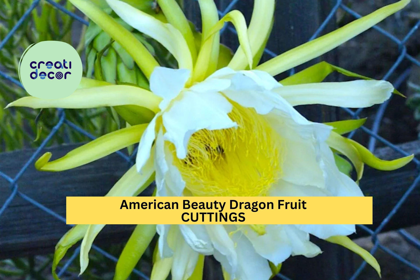 3 American Beauty Dragon Fruit Cuttings | 8–10" Unrooted Hylocereus | Self-Pollinating Cactus | Grow Sweet Red Fruit