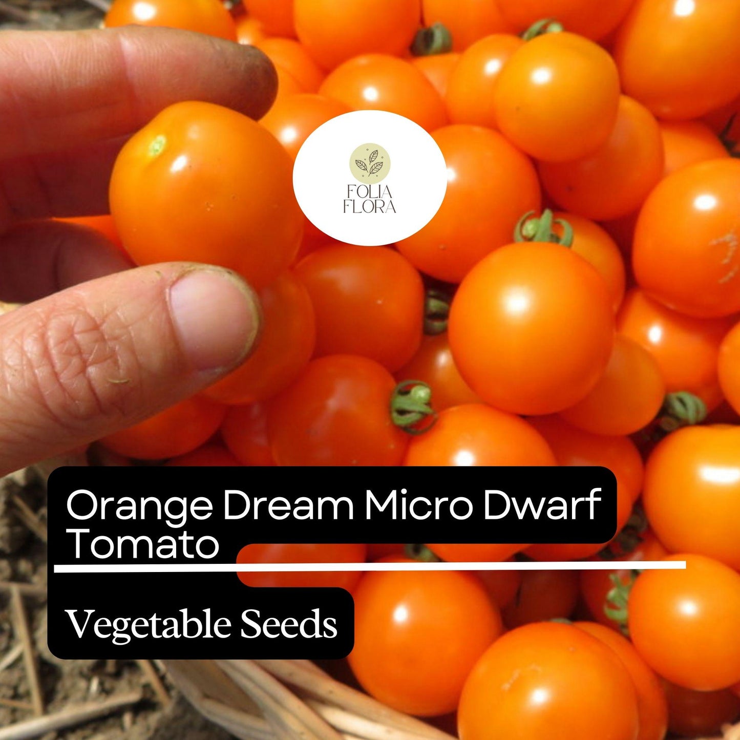 15 Orange Dream Micro Dwarf Tomato Seeds – Heirloom, Non-GMO, Compact & High-Yield