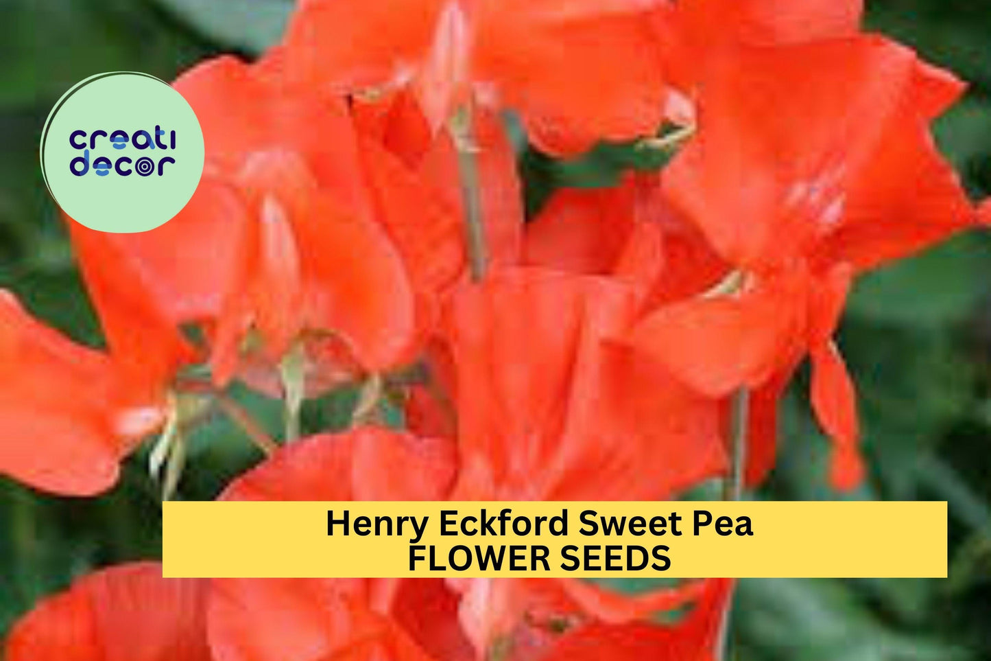 50+ Henry Eckford Sweet Pea Seeds – Fragrant Orange-Pink Blooms for Garden Planting, Climbing Vines for Trellises – USA