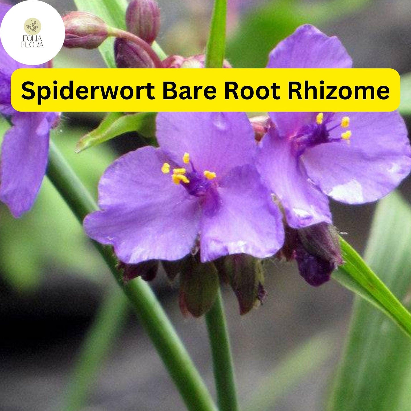 25 Spiderwort Plants (Tradescantia), Bare Root Rhizomes, Perennial with Purple Flowers