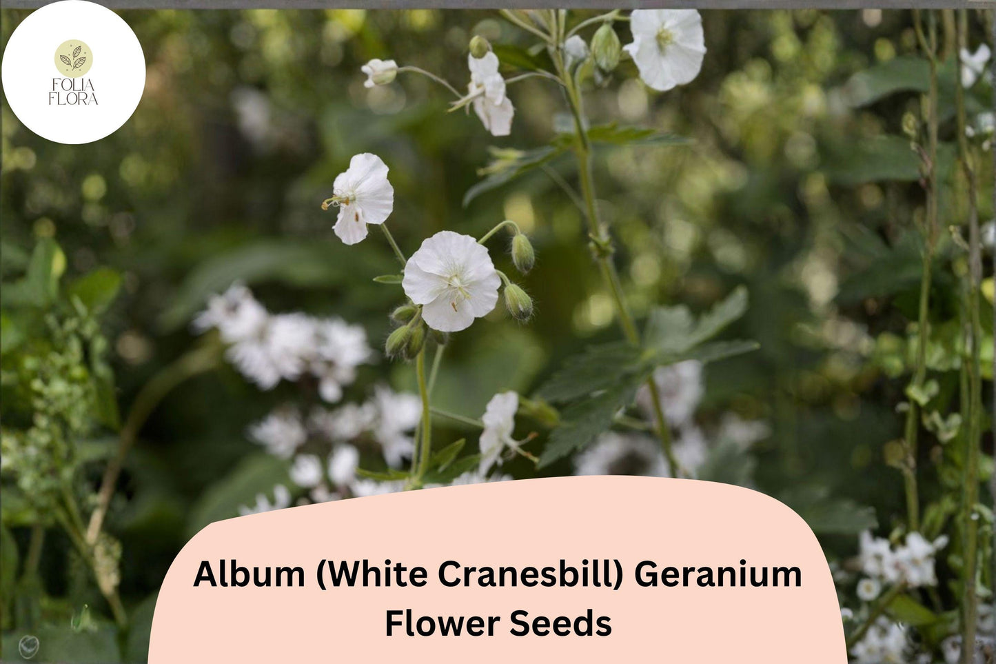 25+ Album White Cranesbill Geranium Seeds | Hardy White Perennial | Geranium sanguineum Seeds for Garden Borders