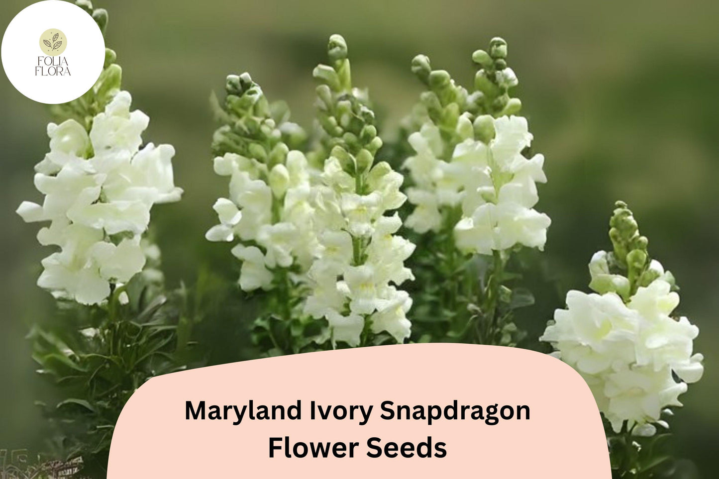 Antirrhinum majus Maryland Ivory Snapdragon Seeds – 1000+ Elegant Blooms for Garden & Cut Flowers