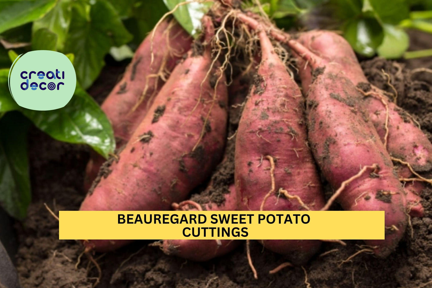 20 Beauregard Sweet Potato Slips | Ipomoea Batatas Cuttings for Planting | Shipping Mid-May | Grow Your Own Sweet Potatoes
