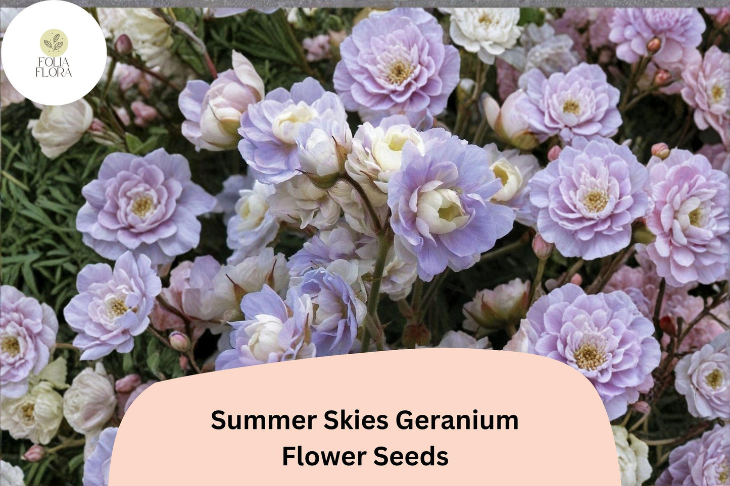 25+ Summer Skies Geranium Seeds | Hardy Perennial Cranesbill | Lavender Blue Blooms for Garden Borders