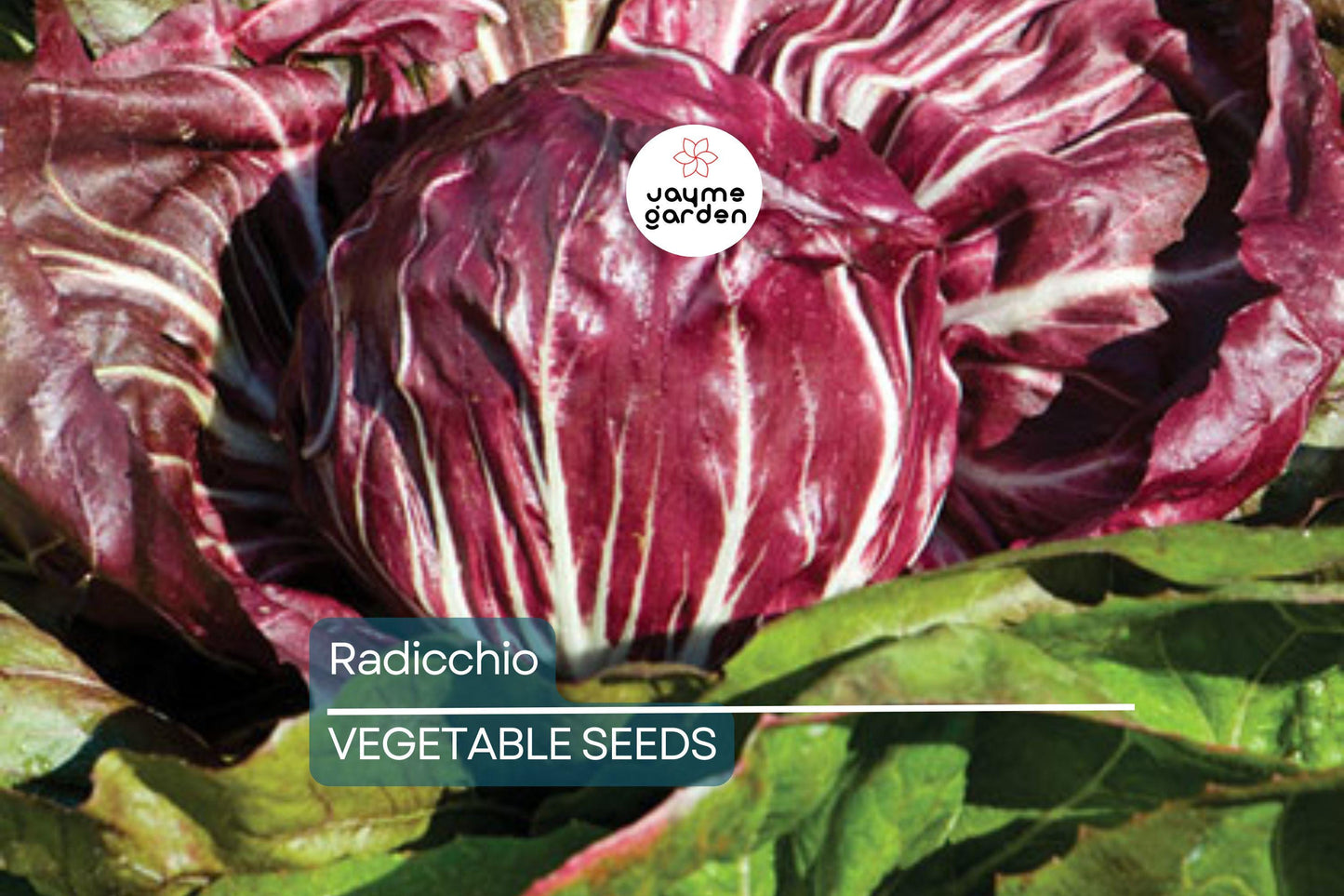 500 Radicchio Seeds - Palla Rosa Heirloom, Non-GMO, Italian Chicory, USA Seller