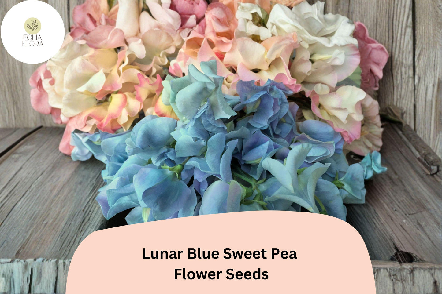 Lunar Blue Sweet Pea Seeds | Lathyrus odoratus Vine Blue Flowers Garden Planting (50+ Seeds)