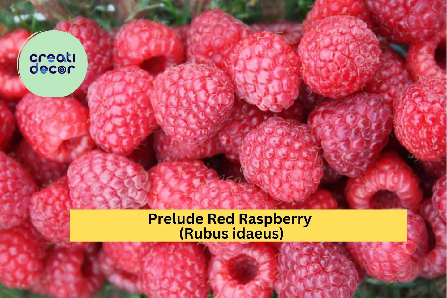 Prelude Red Raspberry (Rubus idaeus) – Early Everbearing Live Rooted Starter Plant 4–7” – Sweet Hardy Fruit Shrub