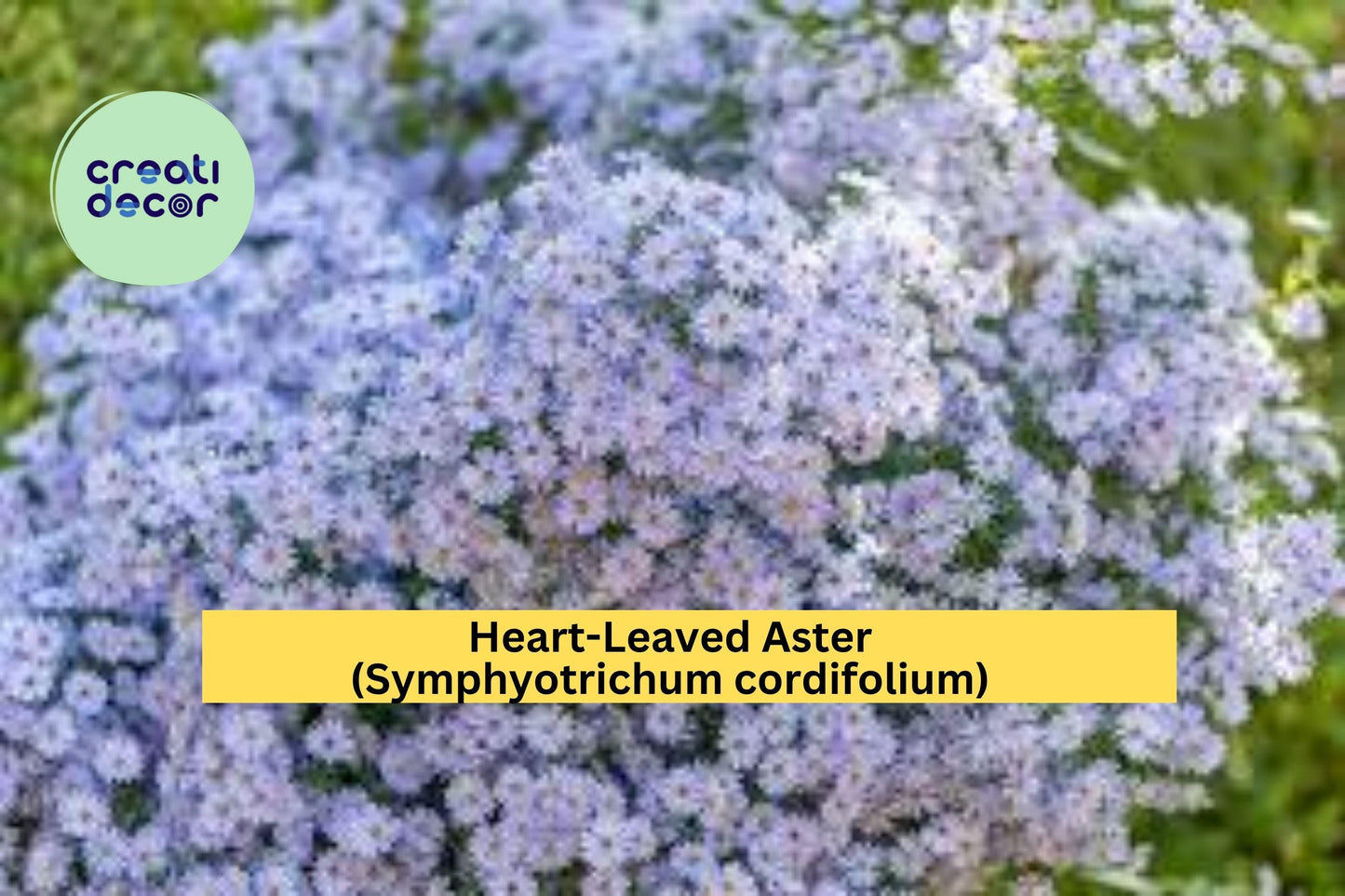 Heart-Leaved Aster Seeds – Symphyotrichum cordifolium – 500 Seeds – Native Perennial Wildflower for Pollinator Gardens