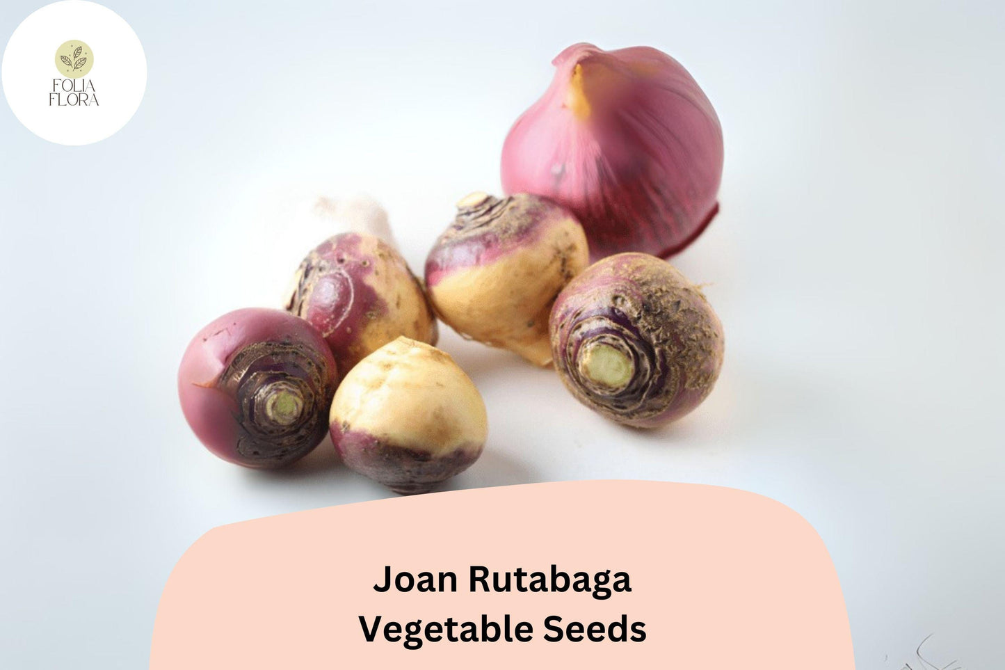 500+ Joan Rutabaga Seeds – Heirloom Brassica Root Vegetable Seeds for Garden Planting