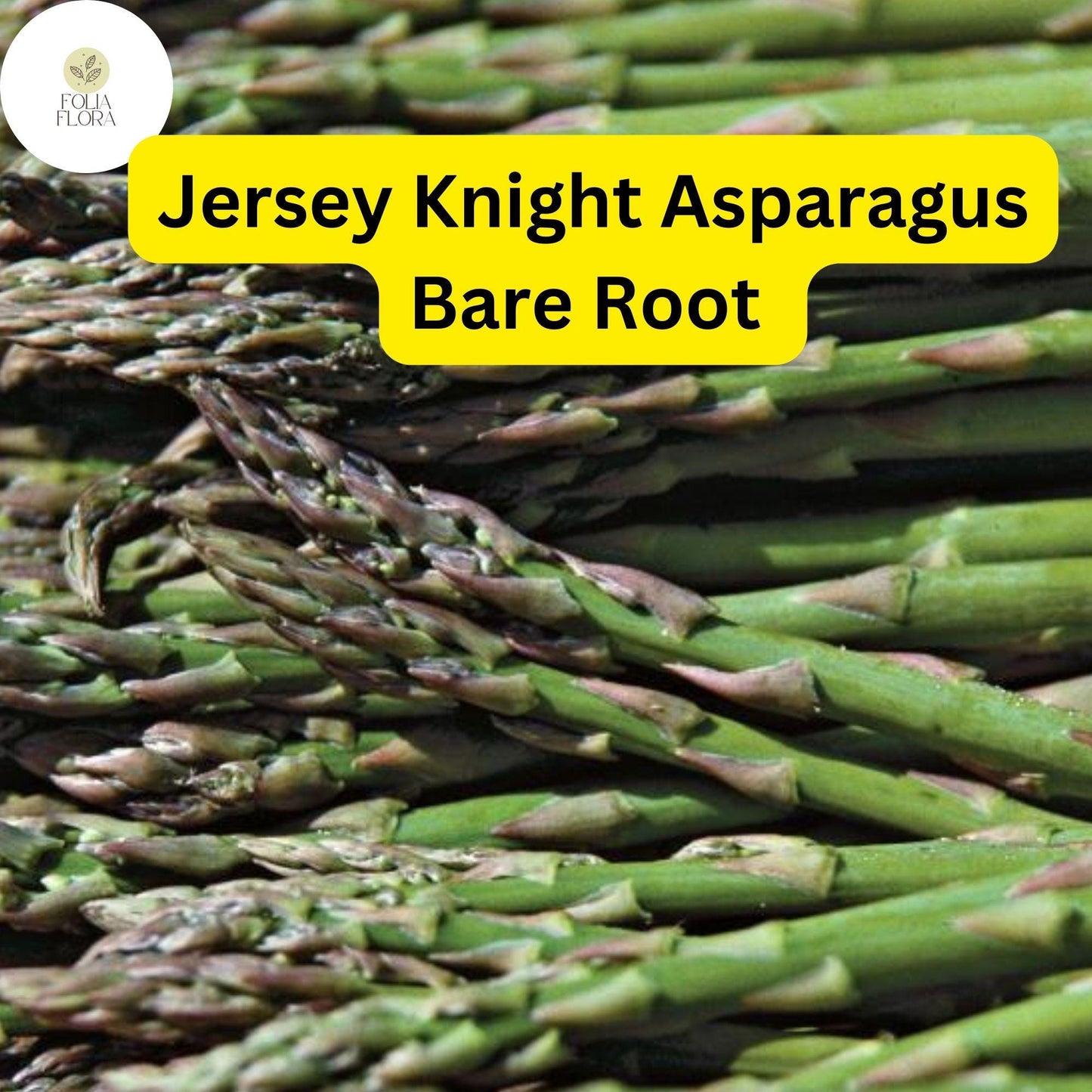10 Green Jersey Knight Live Asparagus Bare Root - 2yr Crowns, High-Yield Perennial