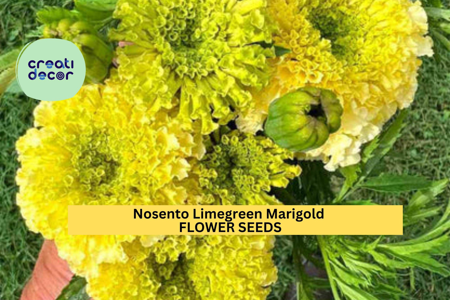25+ Nosento Limegreen Marigold Seeds – Unique Pale Green Double Blooms for Garden Planting, Long-Lasting Summer Color – USA
