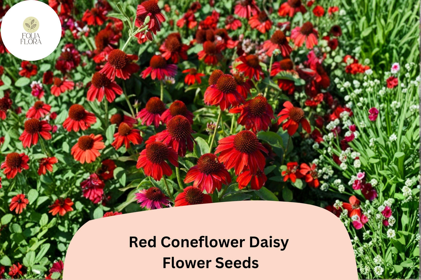 200+ Red Coneflower Daisy Seeds | Echinacea purpurea | Vibrant Red Blooms | Pollinator-Friendly Garden Flower