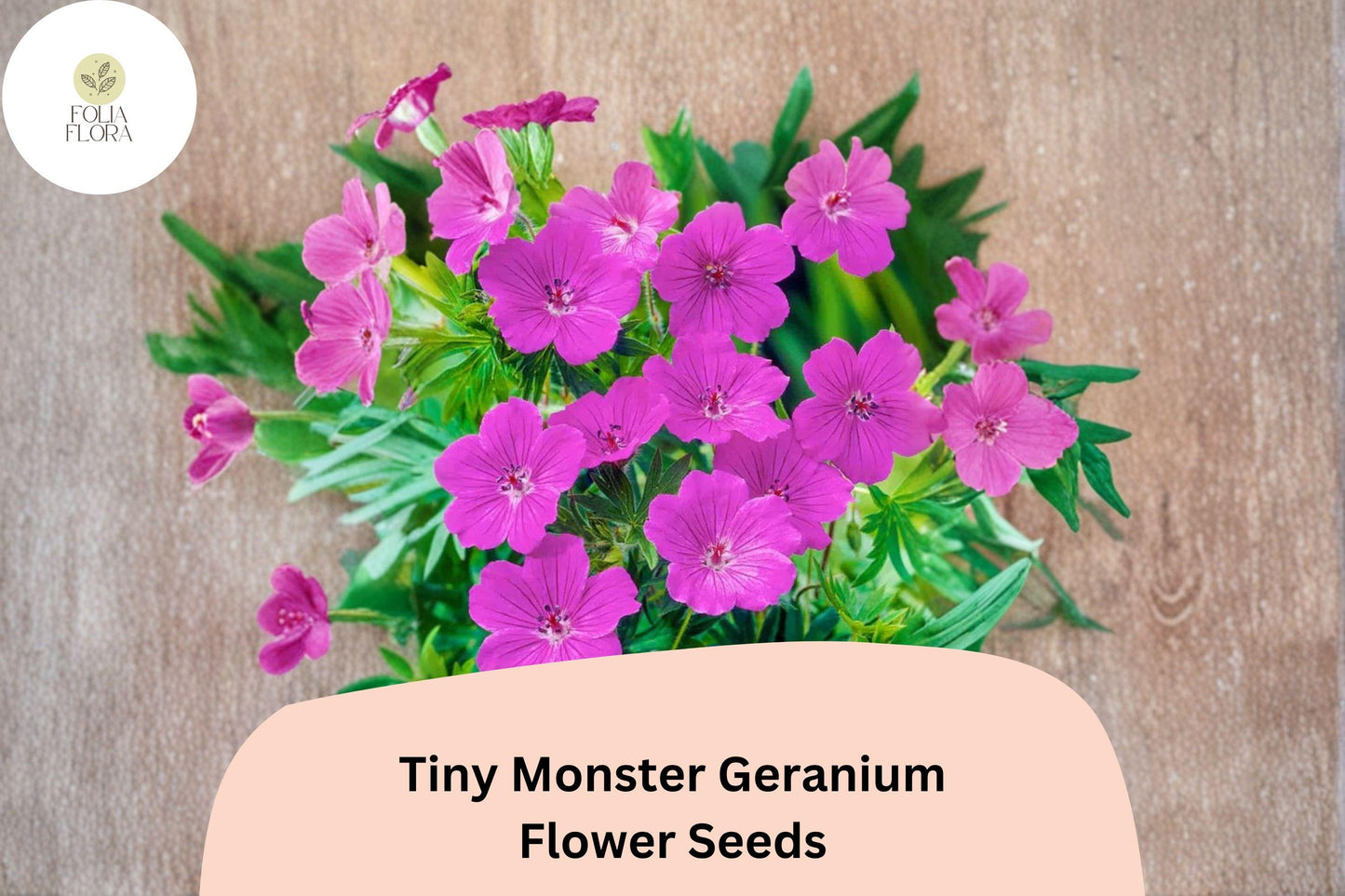 25+ Tiny Monster Geranium Seeds | Hardy Perennial Cranesbill | Purple Blooms for Garden Beds and Borders