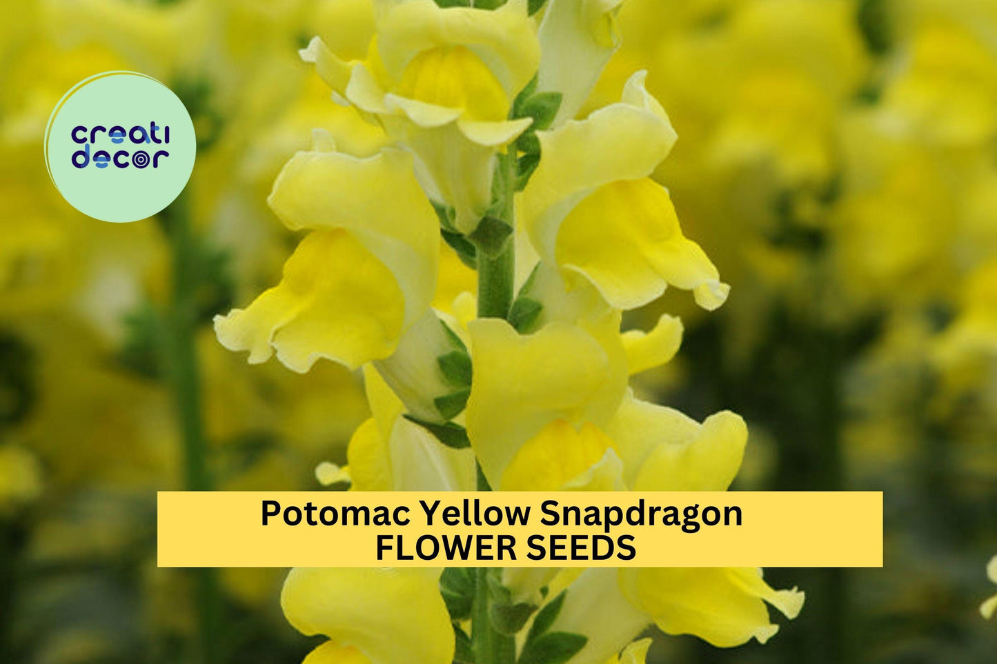 1000+ Potomac Yellow Snapdragon Seeds – Tall Soft Yellow Spikes for Garden Planting, Cut Flowers & Pollinator-Friendly Beds – USA