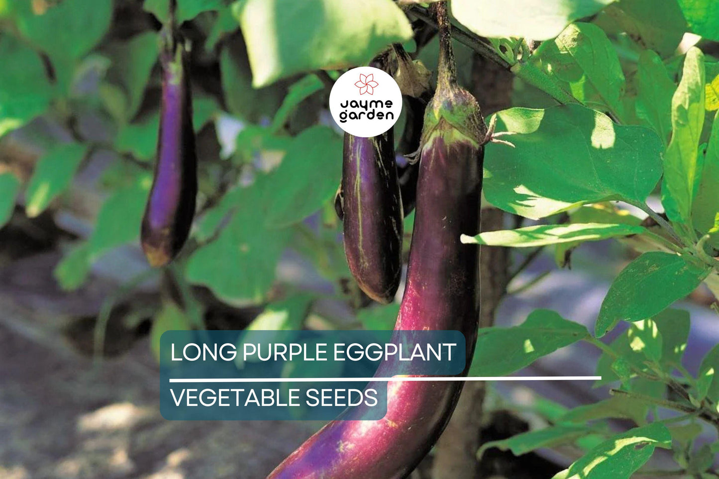 50 Long Purple Eggplant Seeds - Heirloom, NON-GMO, High Yield, USA Seller