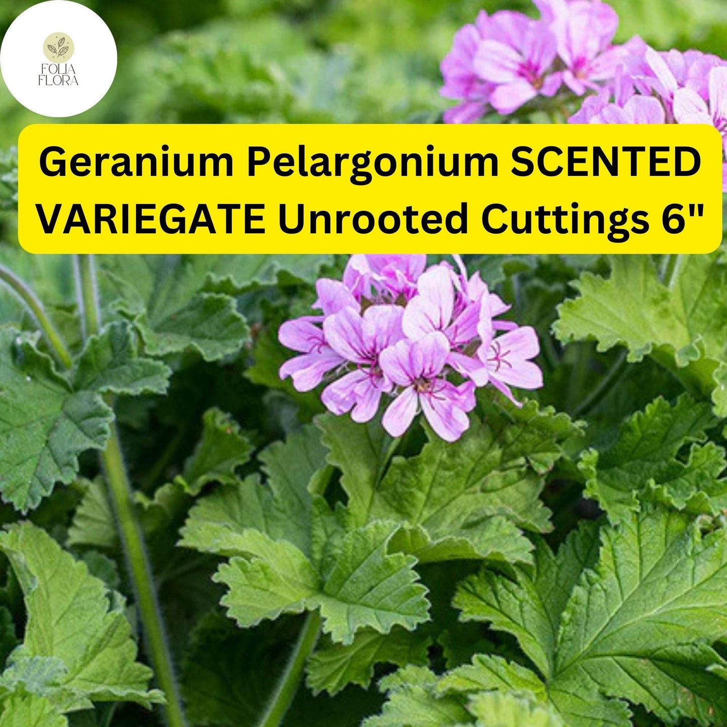 Geranium Pelargonium ‘Scented Variegated’ | 3 Live 6” Unrooted Cuttings | Fragrant, Easy-Care Flowering Plant, Unique Foliage