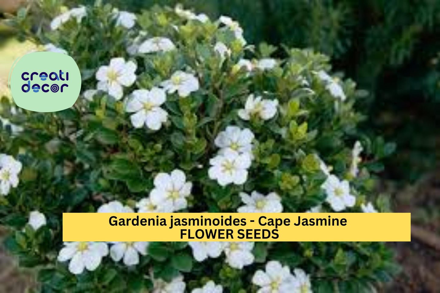 Gardenia jasminoides Seeds Cape Jasmine 20 Count Fragrant White Flower Plant Evergreen Garden Shrub Seeds