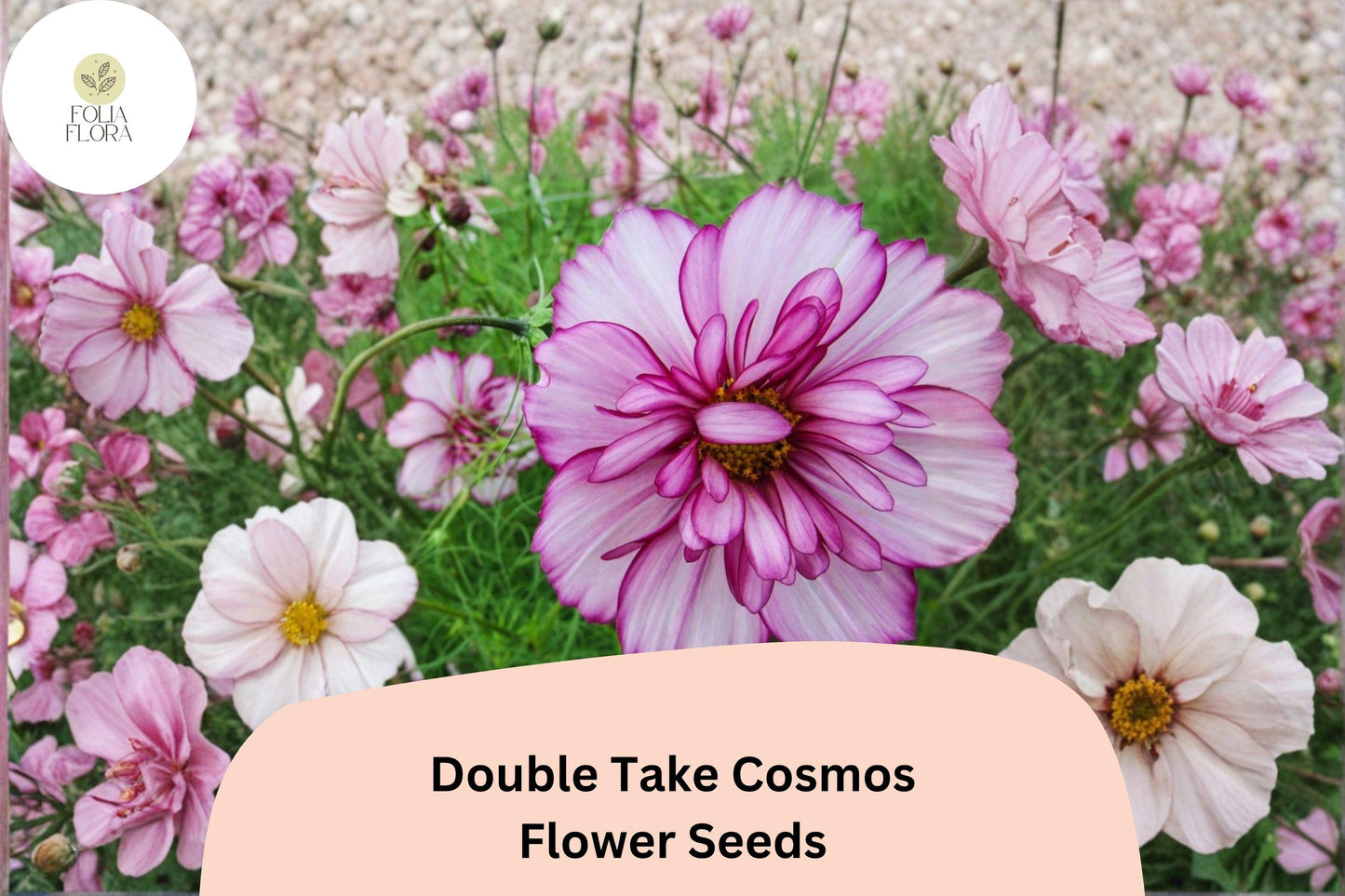 200+ Double Take Cosmos Seeds | Cosmos Bipinnatus Double Petal Mix | Garden Flower & Pollinator-Friendly Seeds