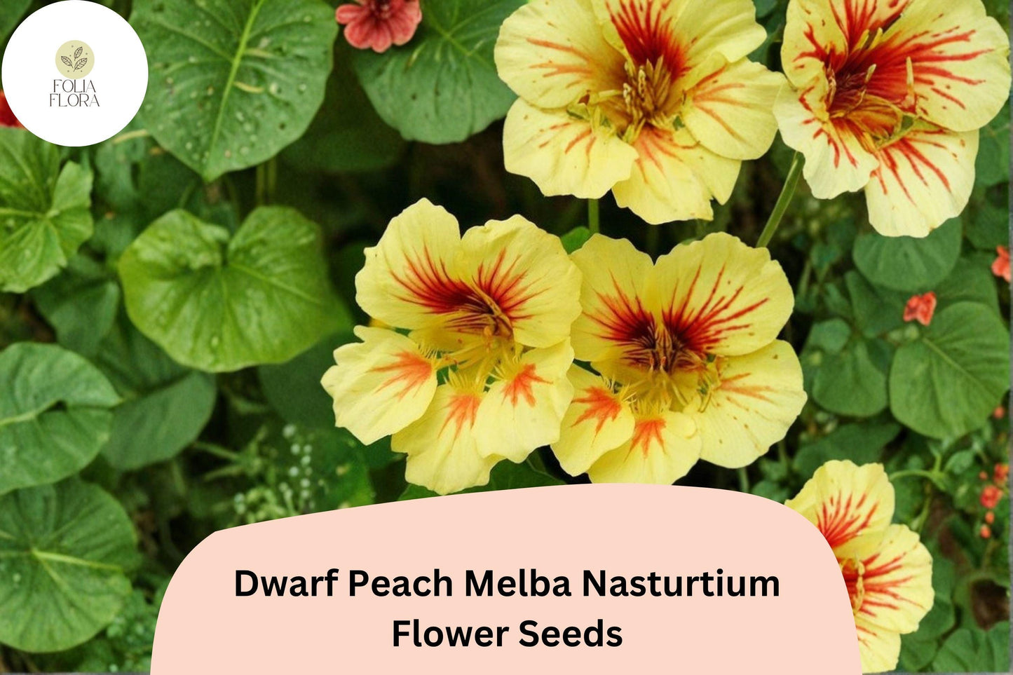 50+ Dwarf Peach Melba Nasturtium Seeds | Tropaeolum majus | Cream & Red Blooms