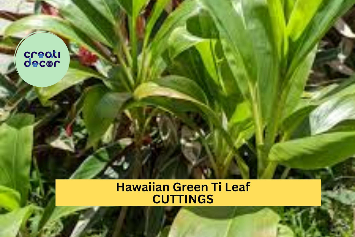 6 Hawaiian Green Ti Leaf Cuttings – 6" Starter Logs | Cordyline fruticosa Stems for Tropical Garden, Landscaping, or Potted Plants